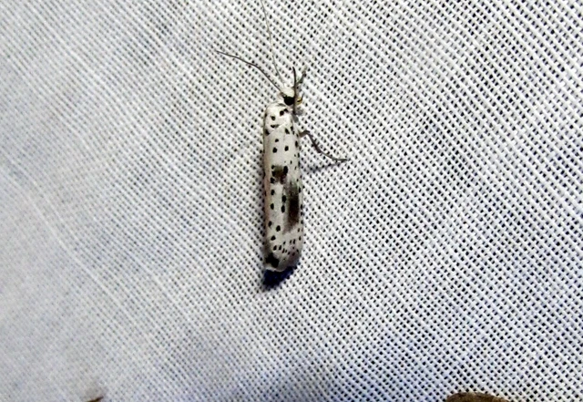 Yponomeuta irrorella - pókhálós kökénymoly