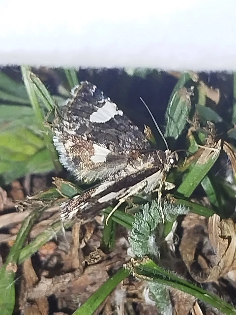 Tyta luctuosa - fekete nappalibagoly