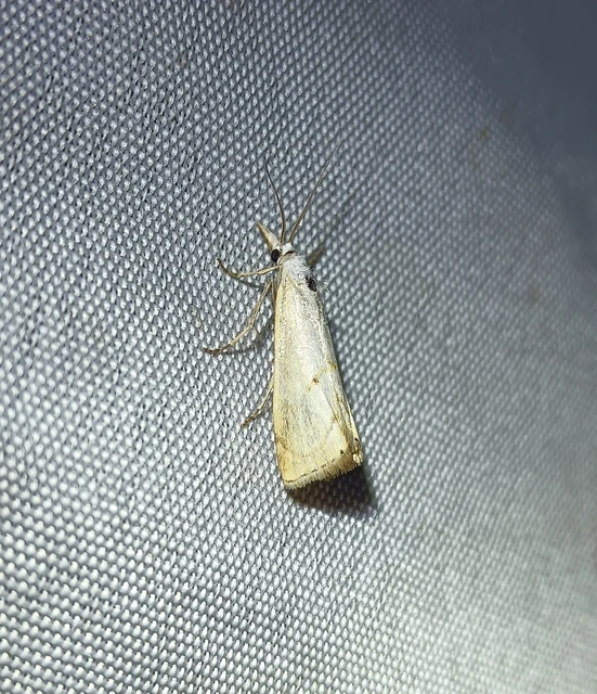 Xanthocrambus saxonellus - sárga fűgyökérmoly