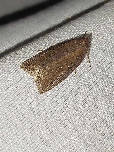 Chilodes maritima - négyfoltos nádibagoly