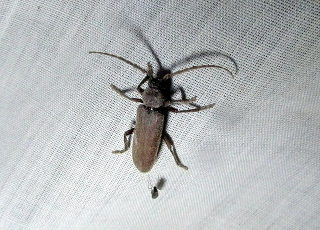 Arhopalus rusticus - gödrösnyakú cincér