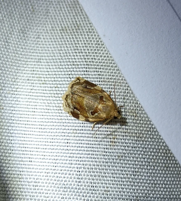 Archips xylosteana - kökényszövő sodrómoly