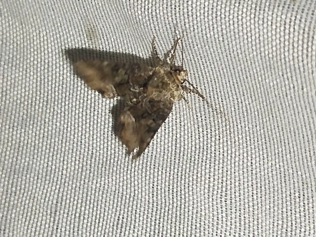 Oligia strigilis/latruncula/versicolor