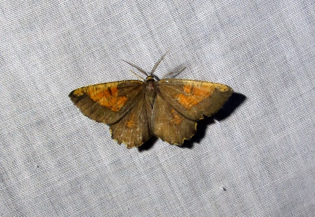 Angerona prunaria - sárga kökényaraszoló