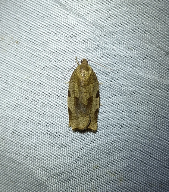 Choristoneura hebenstreitella - mogyoró-sodrómoly
