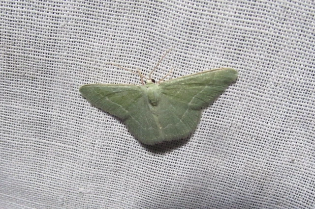 Chlorissa viridata - üdezöld araszoló