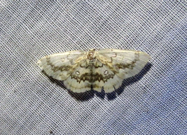 Cyclophora annularia - gyűrűs pettyesaraszoló