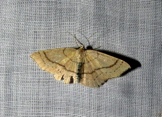 Cyclophora linearia - vonalas pettyesaraszoló