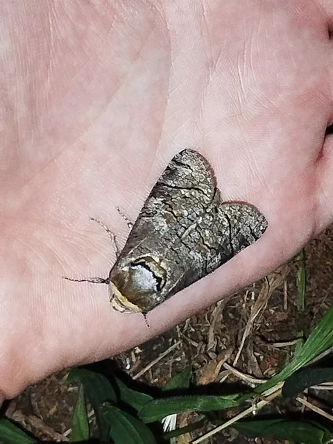 Cossus cossus - fűzfarontólepke