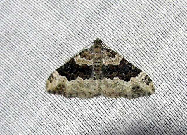Epirrhoe galiata - sávos galajaraszoló