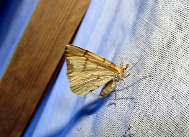 Eulithis pyraliata - sárga galajaraszoló