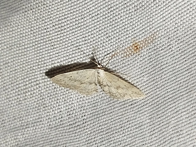 Idaea seriata - szürke apróaraszoló