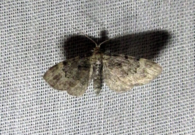 Pasiphila rectangulata - almavirág-araszoló