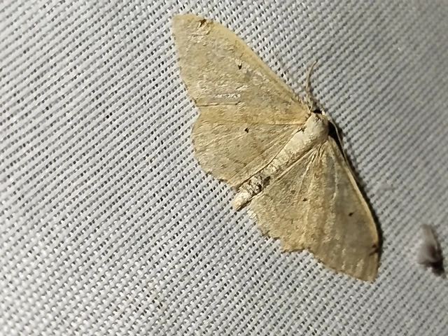 Idaea deversaria - egyszínű sávosaraszoló
