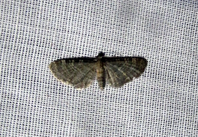 Eupithecia haworthiata - rozsdástestű törpearaszoló