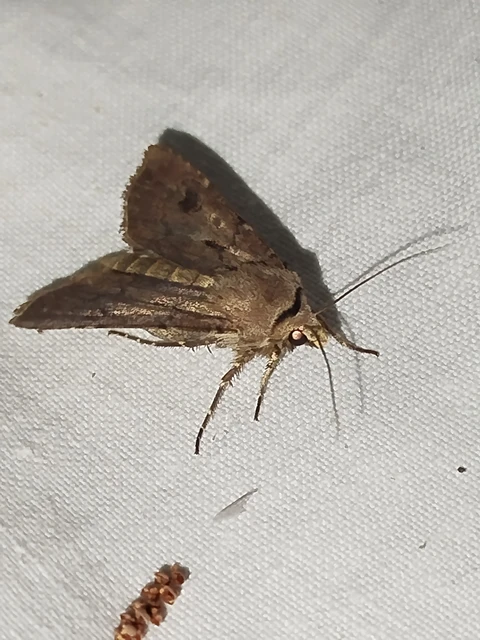Agrotis exclamationis - felkiáltójeles földibagoly