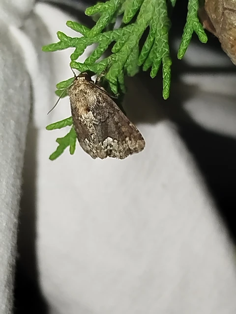 Oligia strigilis - kormos dudvabagoly