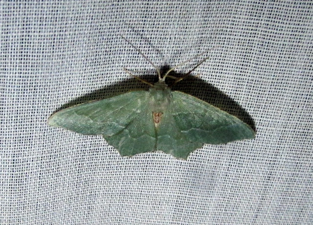 Hemithea aestivaria - nyír-zöldaraszoló