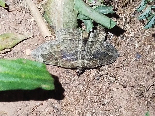 Philereme transversata - varjútövis-araszoló