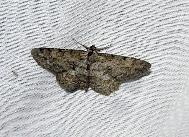 Hypomecis punctinalis - pettyes faaraszoló