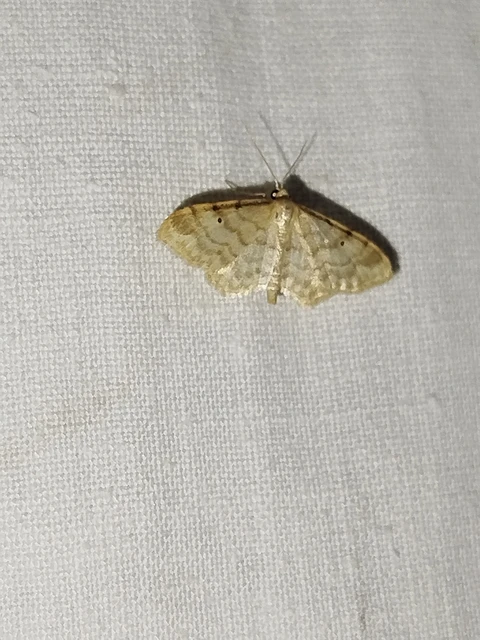 Idaea fuscovenosa - szürkeszélű apróaraszoló
