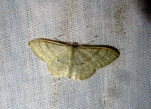 Idaea deversaria - egyszínű sávosaraszoló