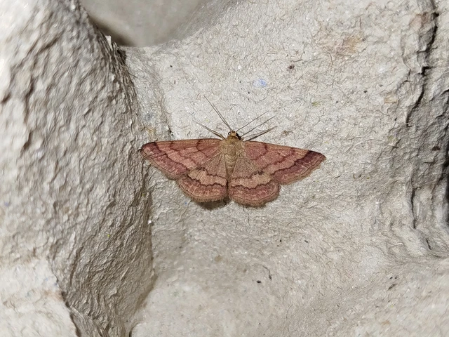 Scopula rubiginata - réti pirosaraszoló