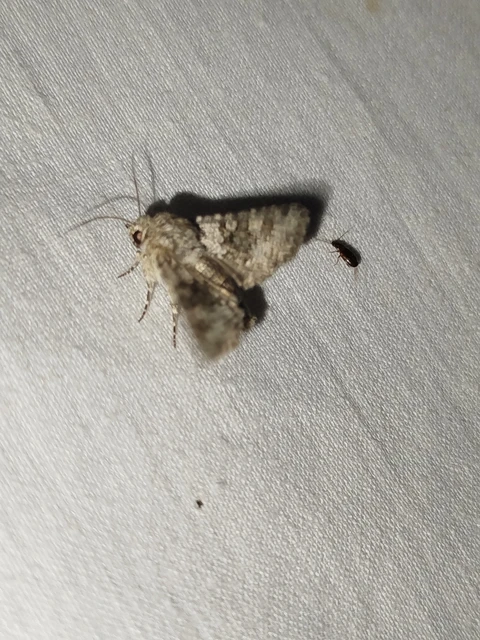 Hecatera dysodea - parajbagoly