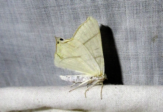Ourapteryx sambucaria - fecskefarkú araszoló