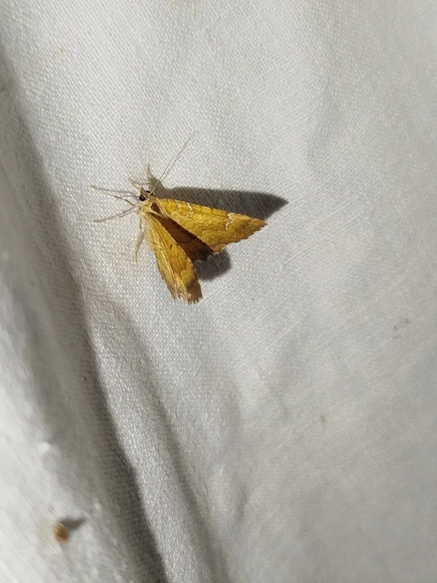 Camptogramma bilineata - kétvonalas sávosaraszoló