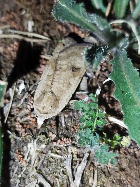 Noctua pronuba - nagy sárgafűbagoly