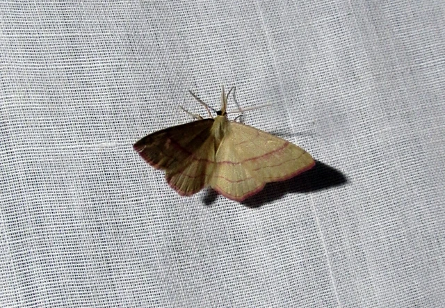 Rhodostrophia vibicaria - pirosszélű araszoló