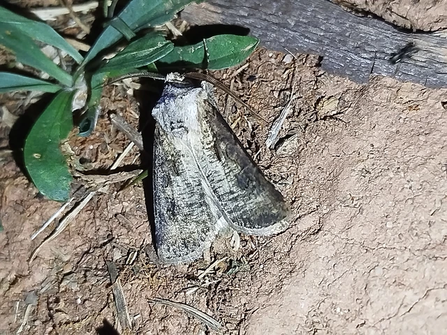 Agrotis clavis - zömök földibagoly