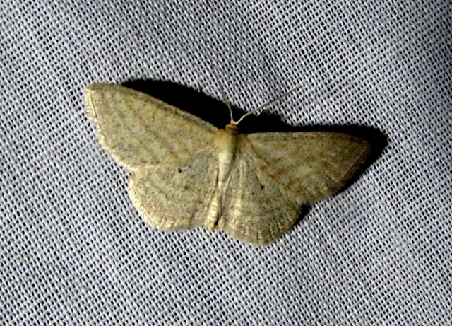 Scopula virgulata - vesszős sávosaraszoló