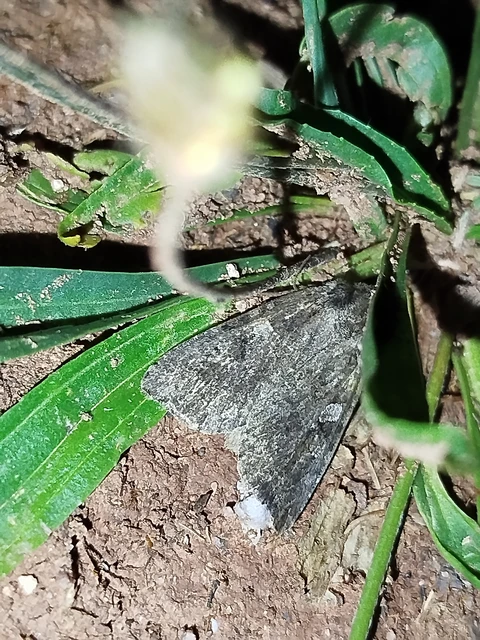Apterogenum ypsillon - ipszilon-erdeibagoly