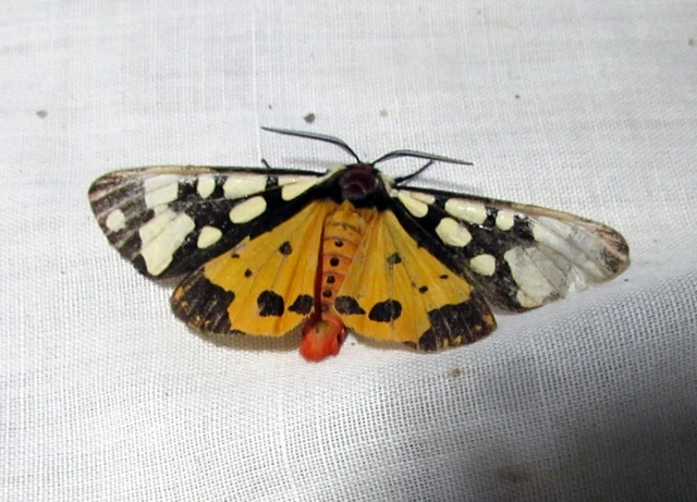 Arctia villica - fekete medvelepke