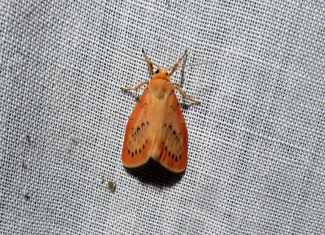 Miltochrista miniata - piros medvelepke