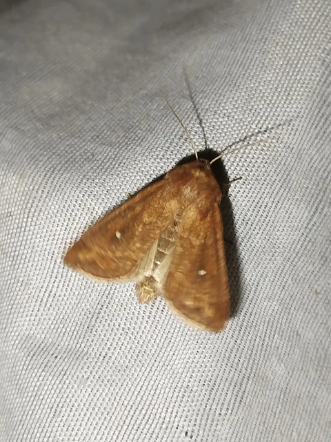 Mythimna albipuncta - fehérpettyes rétibagoly