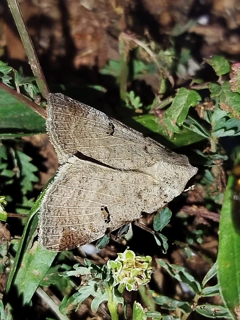 Lygephila craccae - gyakori csüdfűbagoly