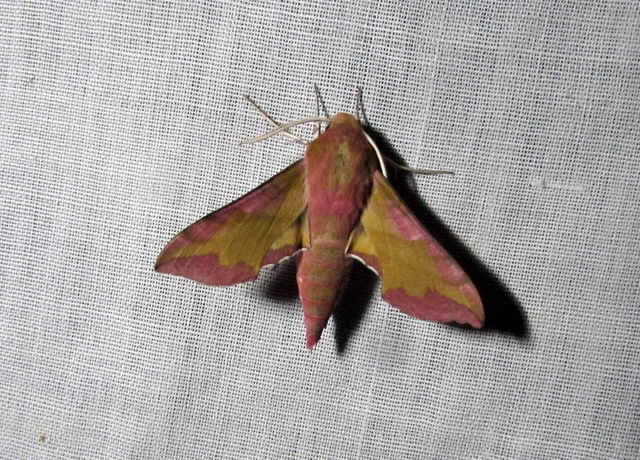 Deilephila porcellus - piros szender