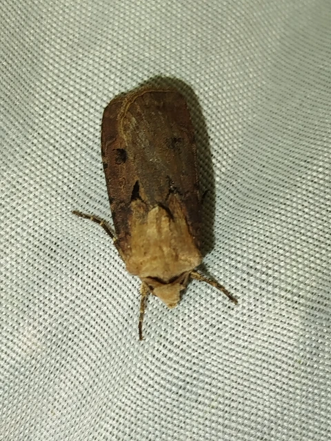 Agrotis exclamationis - felkiáltójeles földibagoly