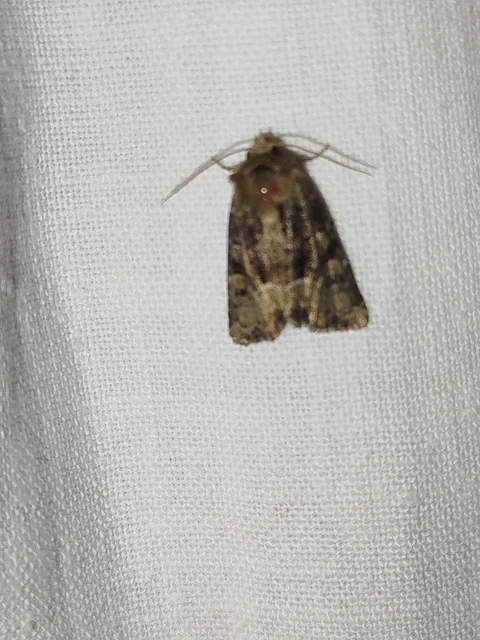 Oligia strigilis/latruncula/versicolor