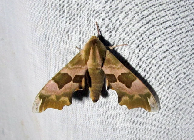 Mimas tiliae - hársfaszender