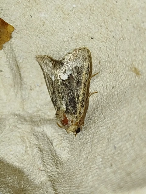 Oligia strigilis - kormos dudvabagoly