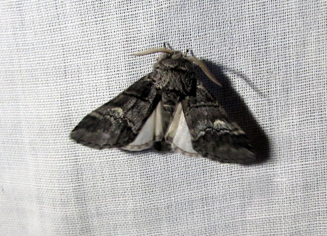 Drymonia querna - tölgyfa-púposszövő
