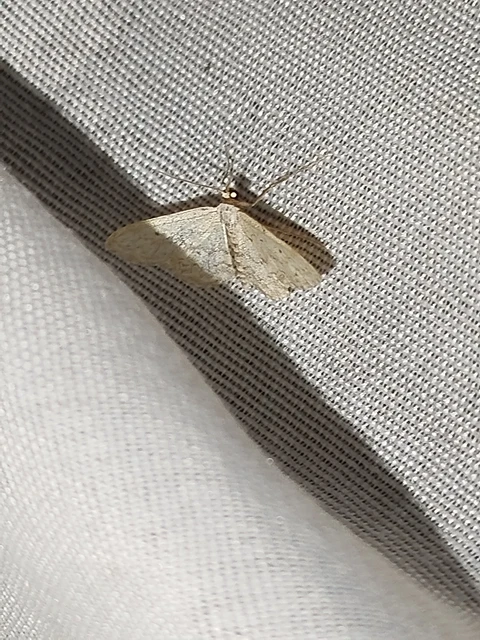 Idaea seriata - szürke apróaraszoló