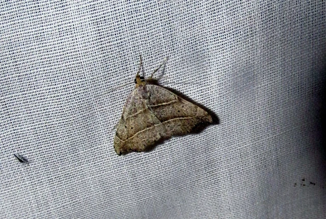 Laspeyria flexula - zuzmóbagoly