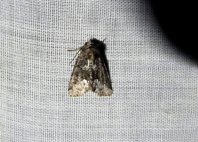 Oligia strigilis - kormos dudvabagoly