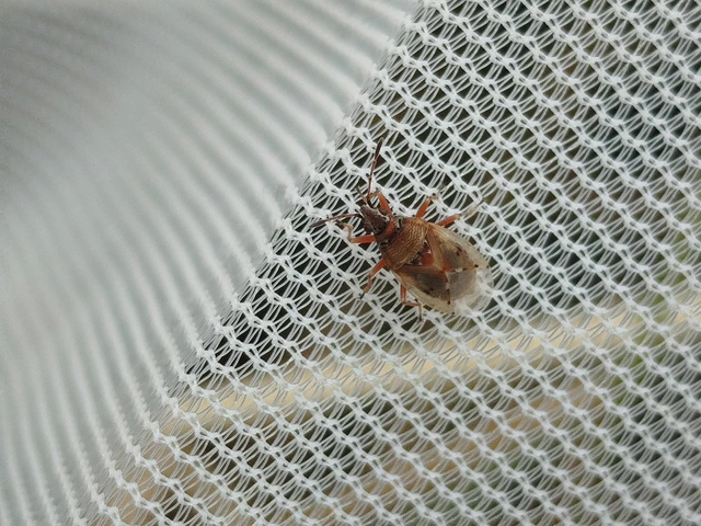 Kleidocerys resedae - nyírbodobács