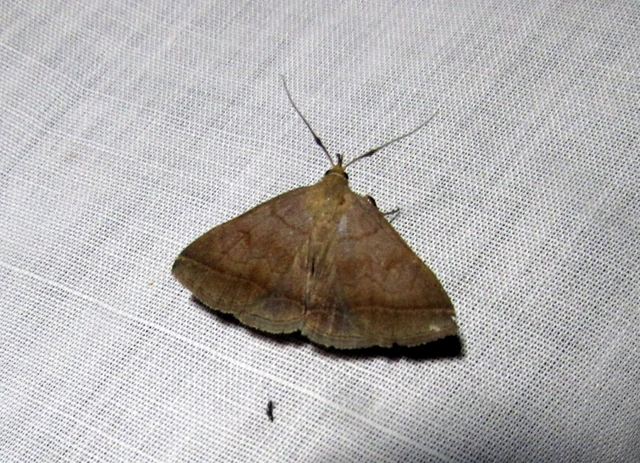 Zanclognatha lunalis - pelyheslábú karcsúbagoly
